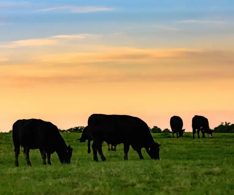 Grass-Fed Beef